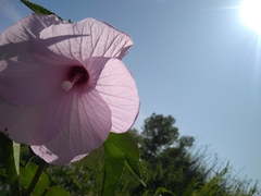 Hibiscus striatus