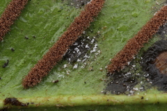 Milesia scolopendrii