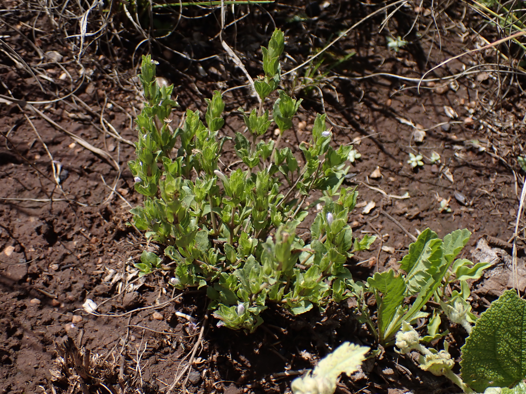 Dyschoriste costata
