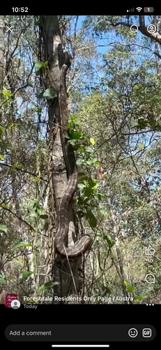 Coastal Carpet Python sighting