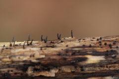 Acrospermum compressum