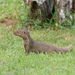 Javan Mongoose - Photo (c) Carla Kishinami, some rights reserved (CC BY-NC-ND)
