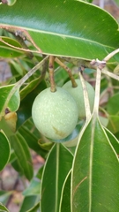 Calophyllum