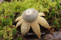 Astraeus hygrometricus