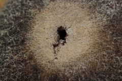 Astraeus hygrometricus