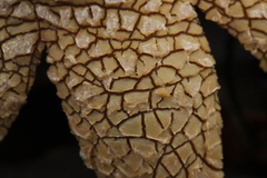 Astraeus hygrometricus