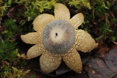 Astraeus hygrometricus