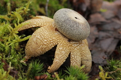 Astraeus hygrometricus