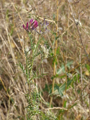 Astragalus cornutus