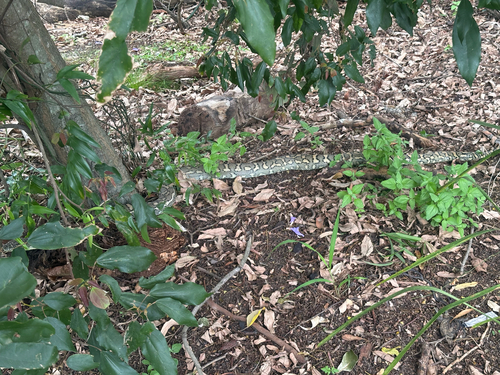 Coastal Carpet Python sighting