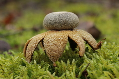 Astraeus hygrometricus