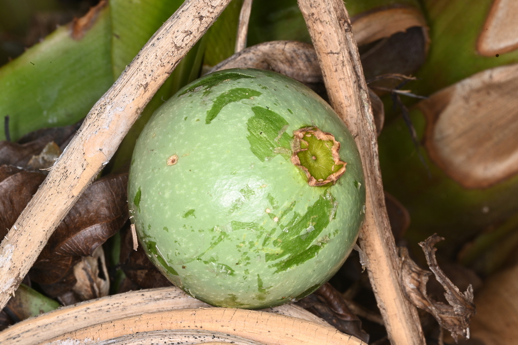 Mouriri oligantha