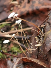 Marasmius epiphyllus