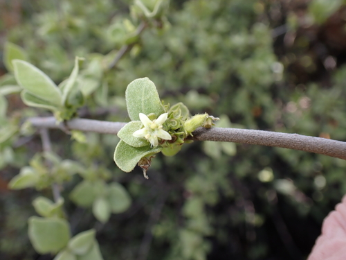 Vangueria parvifolia, photograph 2