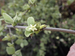 Vangueria parvifolia, photograph (c) Andrew Hankey, some rights reserved (CC BY-SA)
