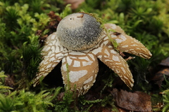 Astraeus hygrometricus