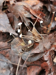 Marasmius epiphyllus