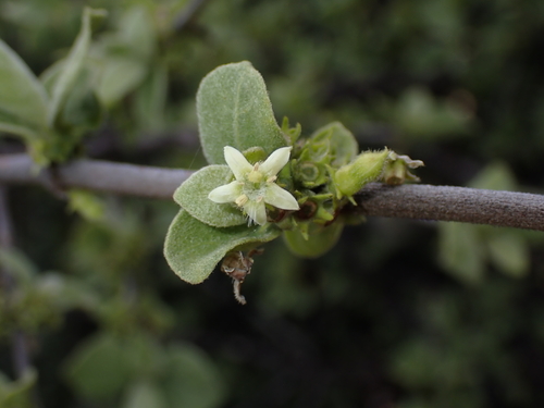 Vangueria parvifolia, photograph 3