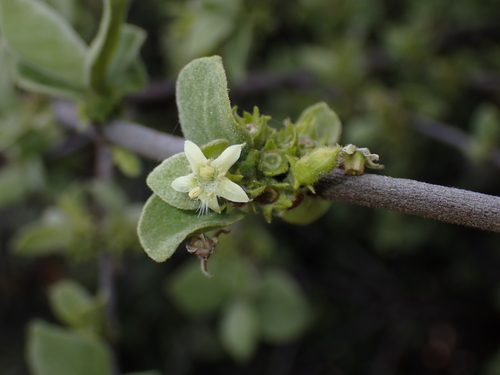 Vangueria parvifolia, photograph 4