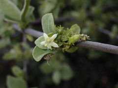 Vangueria parvifolia, photograph (c) Andrew Hankey, some rights reserved (CC BY-SA)