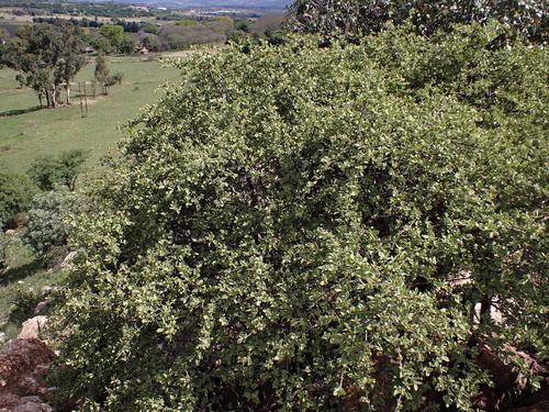 Vangueria parvifolia, photograph 5