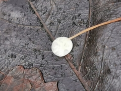 Marasmius epiphyllus