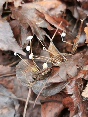 Marasmius epiphyllus