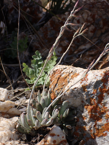 Adromischus umbraticola 2