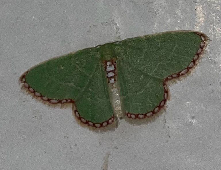 Allochrostes imperfecta