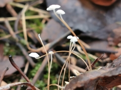 Marasmius epiphyllus
