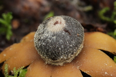 Astraeus hygrometricus