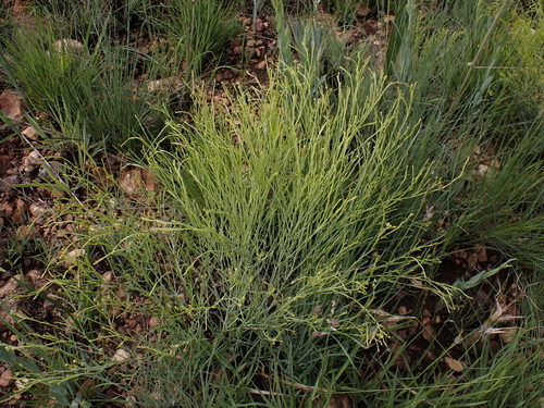 Bushveld Rootthug (Thesium utile)