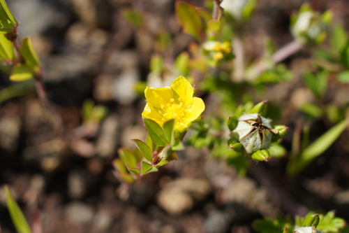 Potentilla niponica iNat (2)