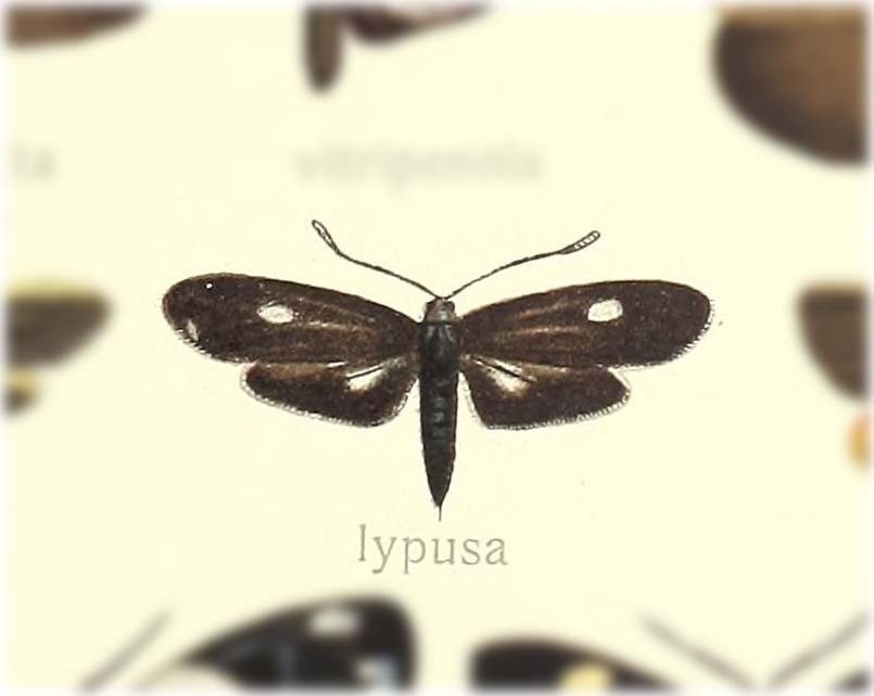 Phlebohecta lypusa