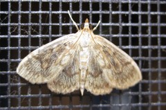 Crocidophora serratissimalis