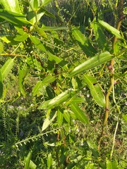 Muehlenbeckia sagittifolia