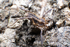 Odiellus troguloides