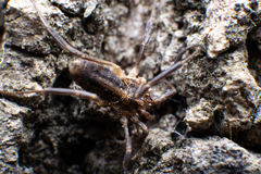 Odiellus troguloides