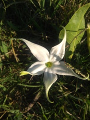 Jaborosa integrifolia