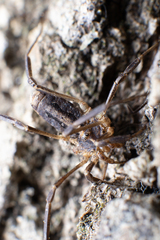 Odiellus troguloides