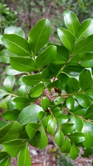Anacardiaceae