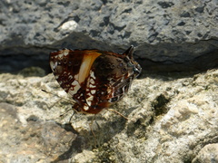 Hypanartia godmanii