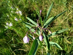 Solanum glaucophyllum