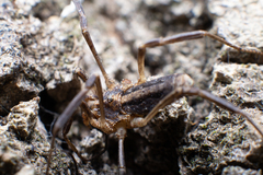 Odiellus troguloides