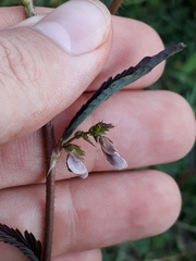 Aeschynomene americana