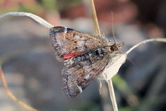 Pyrausta dapalis