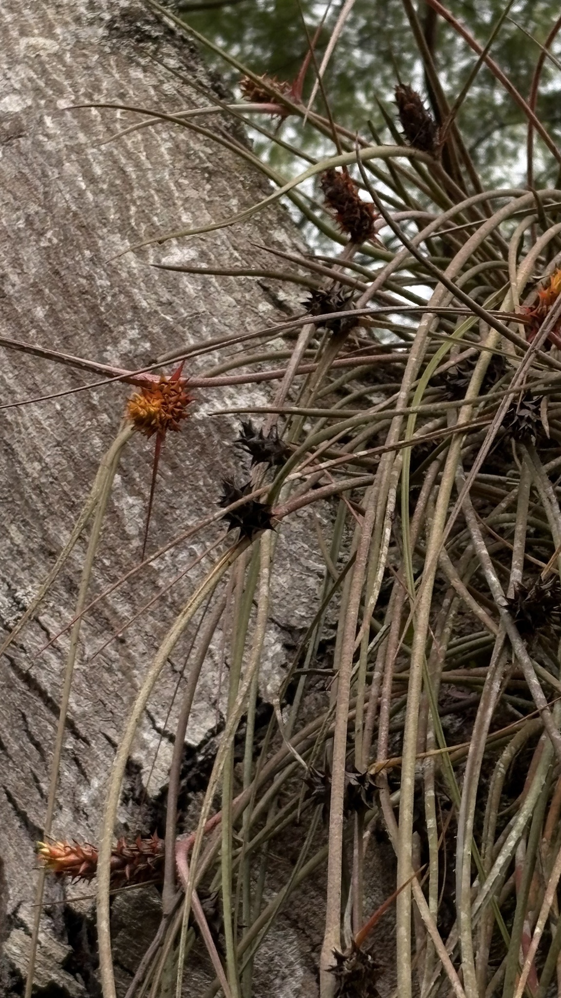 Acanthostachys strobilacea