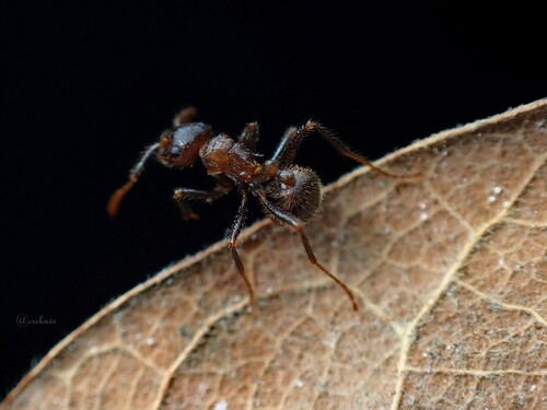 Myrmicaria transversaMyrmicaria transversa