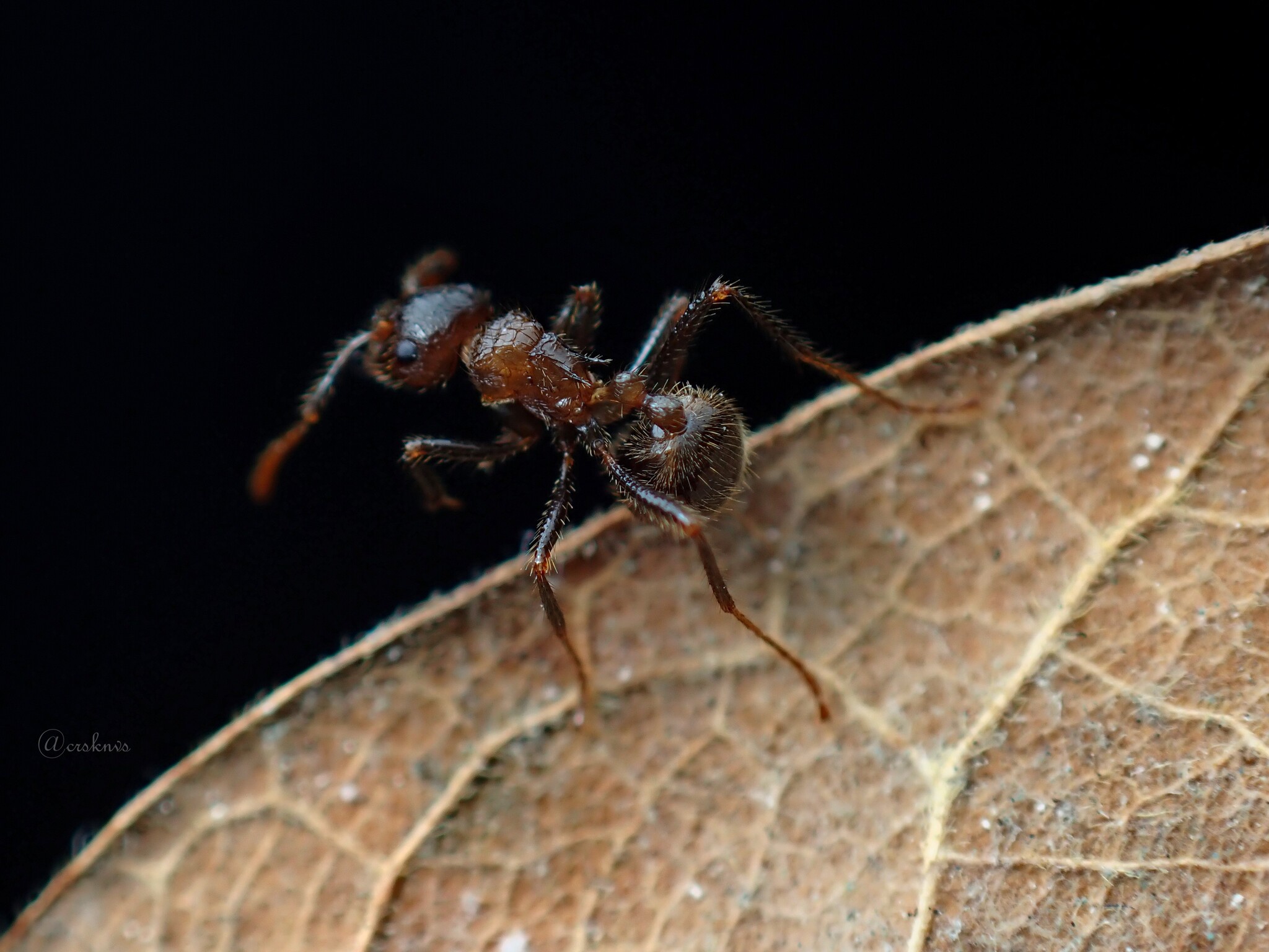 Myrmicaria transversa