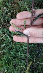 Aeschynomene americana